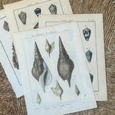 Vintage Shells