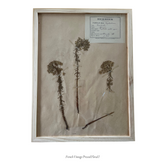 French Pressed Vintage Florals