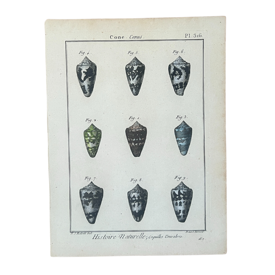 Vintage Shells