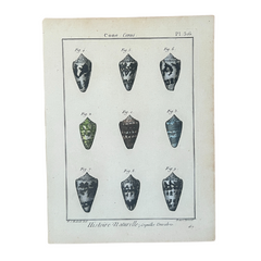 Vintage Shells