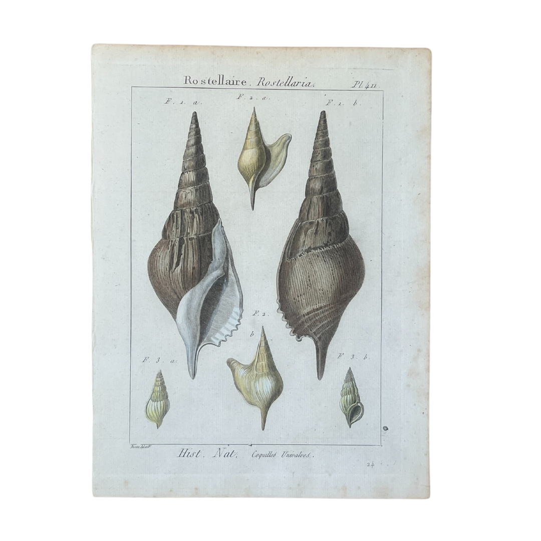 Vintage Shells