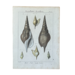 Vintage Shells