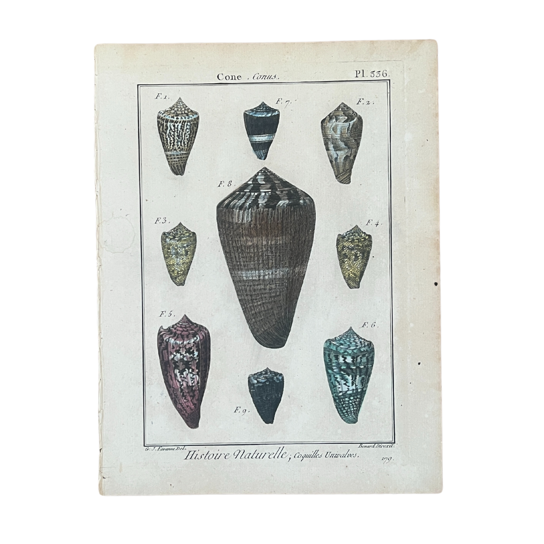 Vintage Shells