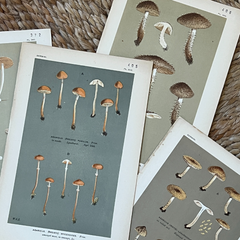 Vintage Mushroom Lithographs