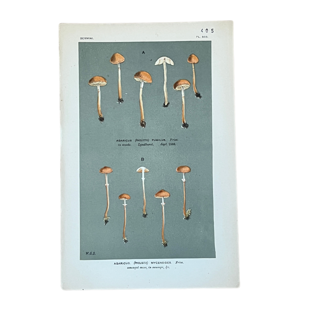 Vintage Mushroom Lithographs