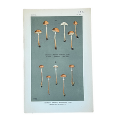 Vintage Mushroom Lithographs