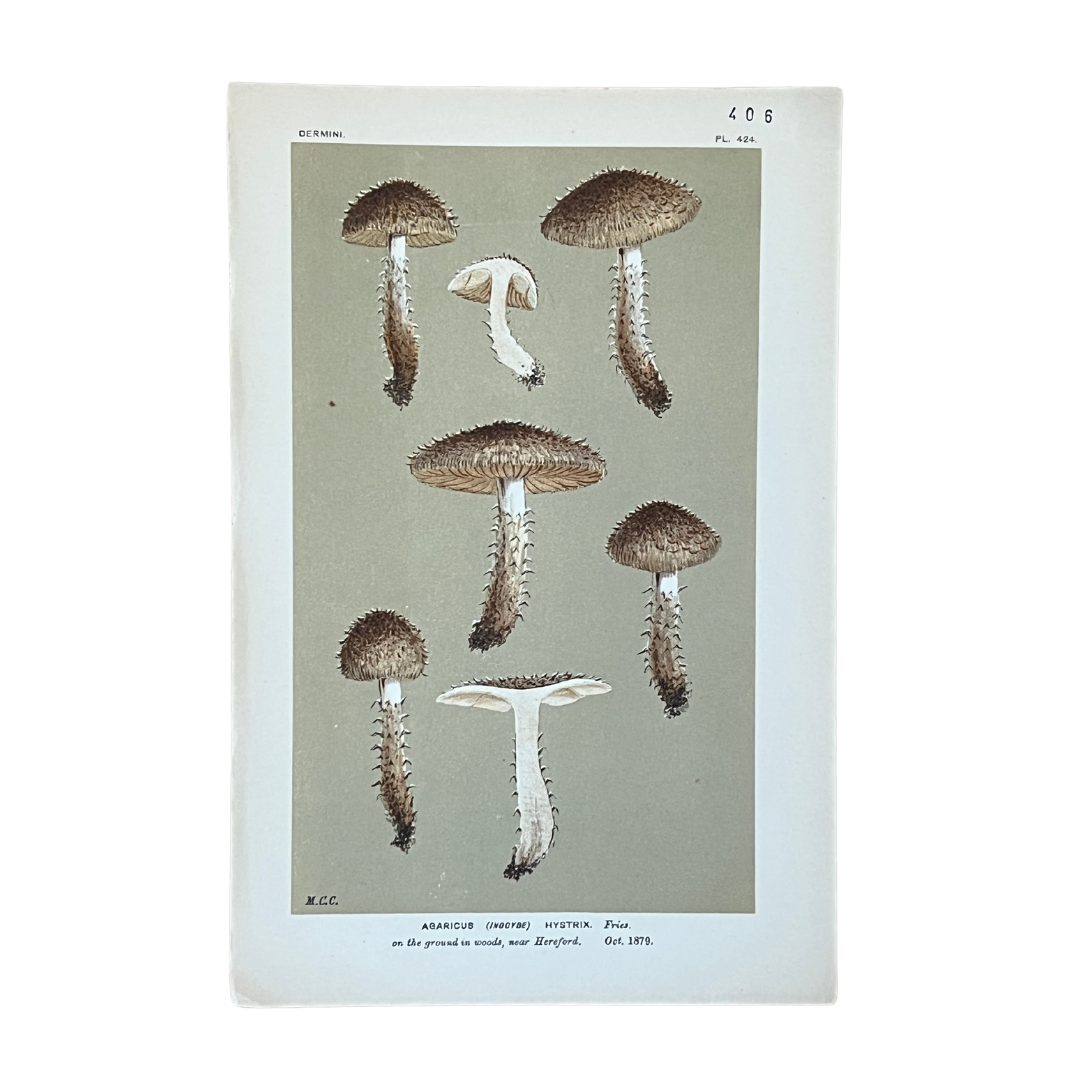 Vintage Mushroom Lithographs
