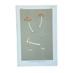 Vintage Mushroom Lithographs